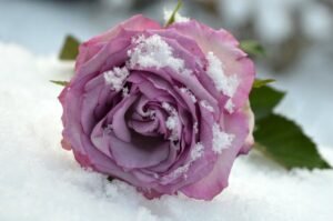 Artistic image illustrating: Shadows That Teach You to Move