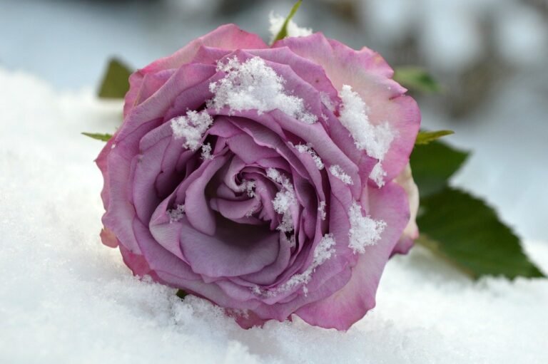 Artistic image illustrating: Shadows That Teach You to Move