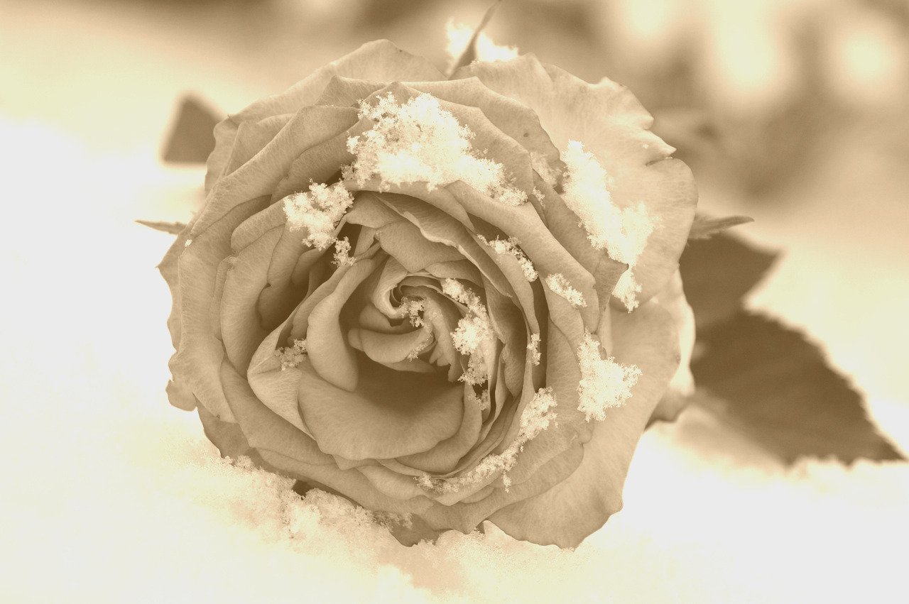 Artistic image illustrating: Shadows That Teach You to Move